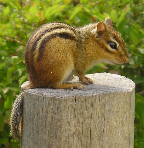 Free chipmunk Stock Photo - FreeImages.com