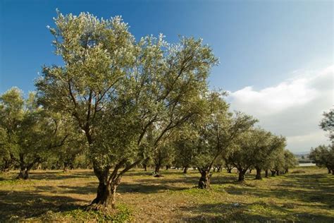 Mostra Fotografica Sugli Ulivi Non Sprecare Ulivo Alberi Che