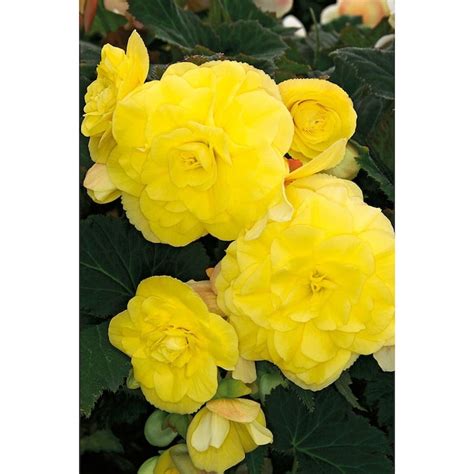 3 Pack Yellow Double Fimbriata Begonia Lb22129 In The Annuals