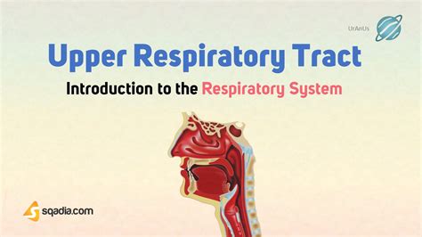 Introduction to the Respiratory System - Upper Respiratory