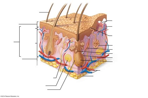 Entrance Quiz 1 - Epithelial Tissue Diagram | Quizlet