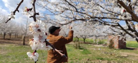 Malatya Da Kay S A A Lar I Ek A T Trt Haber Foto Galeri