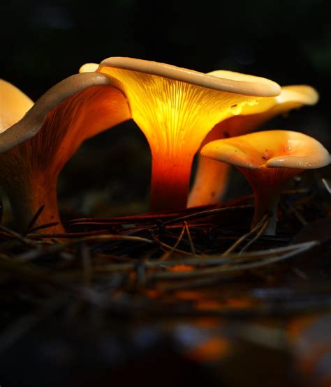 Glowing Common Funnel Mushroom Glowing Mushroom In The Dar Flickr