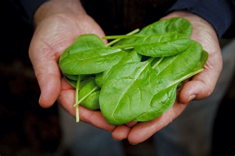 5 Health Benefits Of Spinach You Never Knew Farmers Almanac Plan