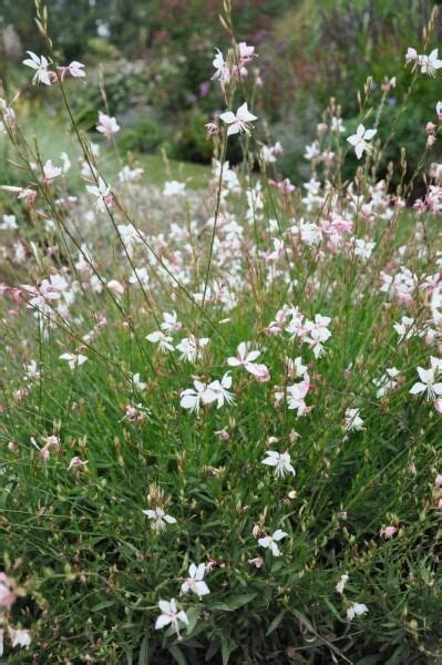 Prachtkaars Gaura Lindheimeri Whirling Butterflies Pot P