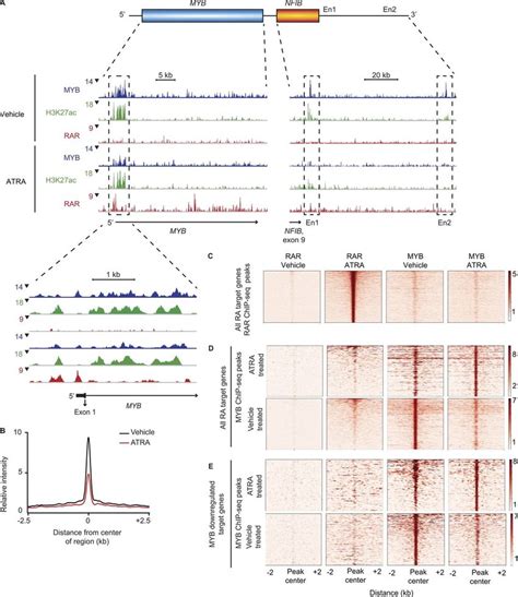 Retinoic Acids Decrease Myb Binding At Translocated Enhancers A