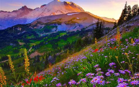 Parque Nacional Monte Rainier Washington Flores Paisaje Cielo