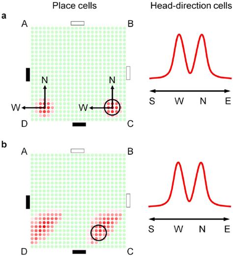 Hypothetical Propagation Of Firing Profiles Of Head Direction And Place