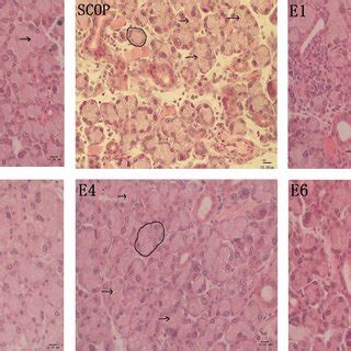 Lacrimal Gland Histology by H&E Staining. H&E staining of lacrimal... | Download Scientific Diagram