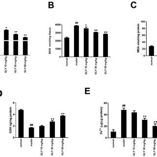 Gly Decreased Oxidative Damage In Lps D Galn Induced Alf Mice Gly