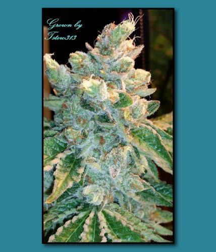 Triangle Mints (Seed Junky Genetics) :: Cannabis Strain Info