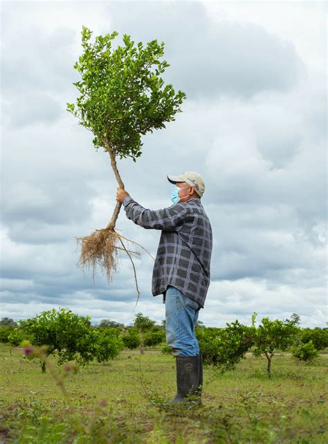 Pruning Orchard Photos, Download The BEST Free Pruning Orchard Stock Photos & HD Images