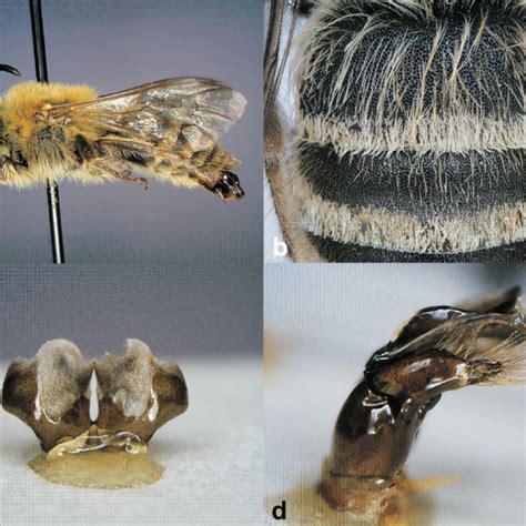 (PDF) New records of the bee genus Colletes Latreille 1802 (Hymenoptera: Apoidea: Colletidae) in ...