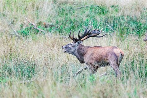 Big Old Red Deer With Huge Antlers Roaring Between Naked Tree Trunks