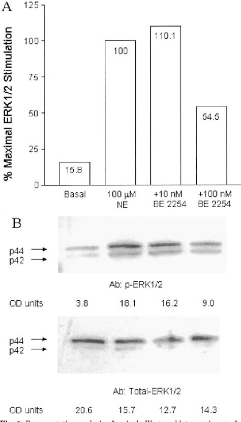 Figure 1 from Relationship between α1 Adrenergic Receptor Induced