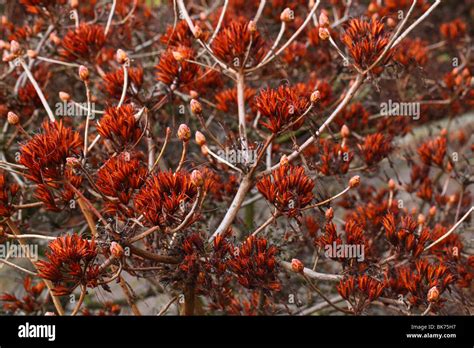 Azalea Seedheads Rhododendron Luteum Stock Photo Alamy