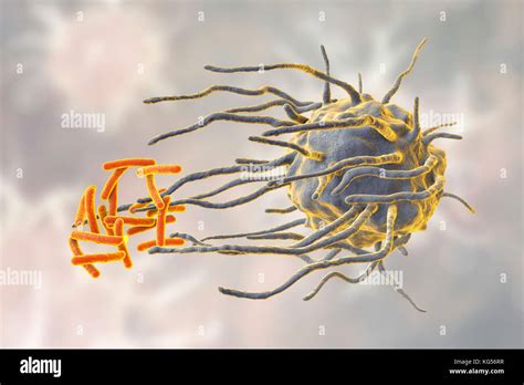 Macrophage Engulfing Tb Bacteria Hi Res Stock Photography And Images