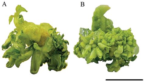 SciELO Brasil In Vitro Morphogenesis Of Physalis Ixocarpa Brot Ex