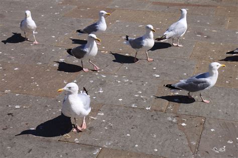 Group Of Seagulls Free Stock Photo - Public Domain Pictures