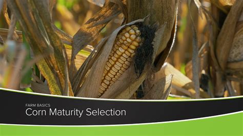 Corn Maturity Selection YouTube