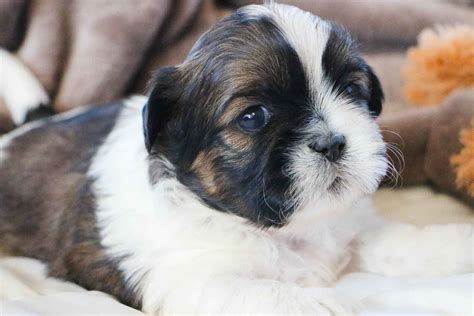 Eden Meadow Kennel Shih Tzu Puppies For Sale Born On