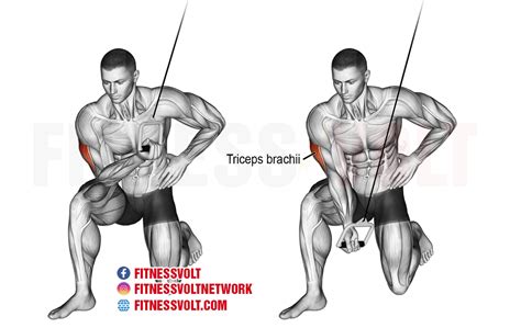 Cable Concentration Tricep Extension (Triceps) | Exercise Guides and ...