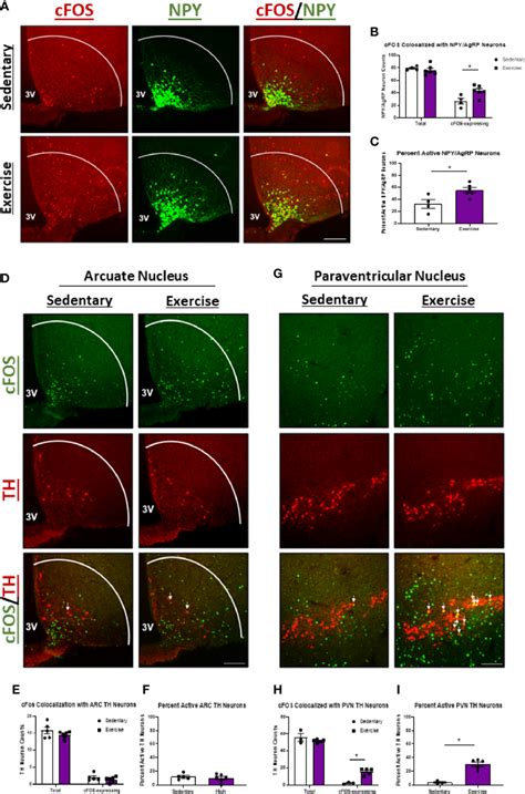 Npy Agrp Arc And Th Pvn Neuron Activity Is Elevated Hour After