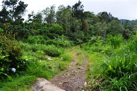 Property Tanah Di Bedugul Hektar Dengan View Cantik Tepi Danau