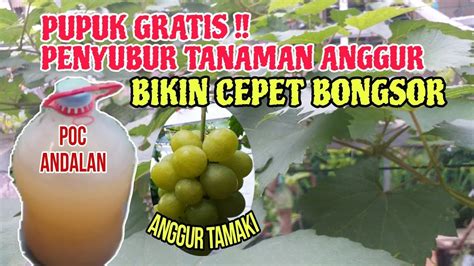 LUAR BIASA Manfaat Air Lindi Untuk Tanaman Anggur YouTube