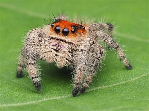 Skakun Królewski Phidippus regius soroa L3 L4 Częstochowa Kup