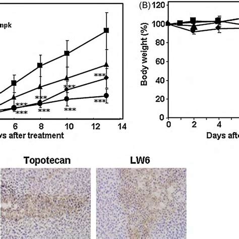 In Vivo Anti Tumor Activity Of Lw6 Hct116 Cells Were Injected