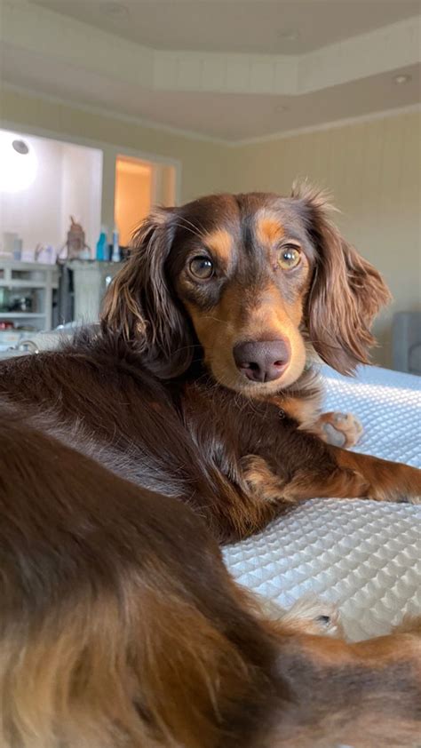 Chocolate long haired dachshund | Cute dogs, Cute puppies, Long haired ...