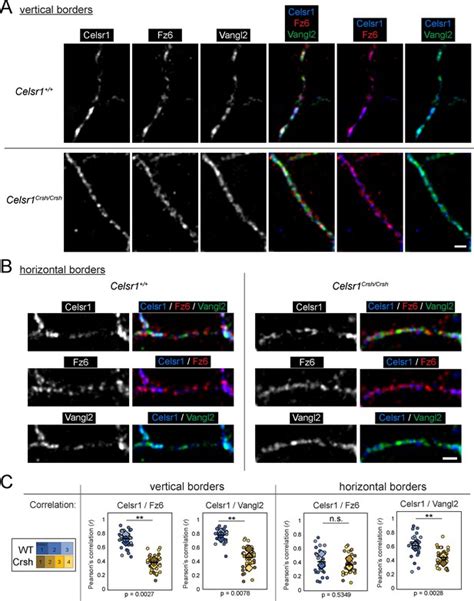 Figures And Data In Celsr1 Adhesive Interactions Mediate The Asymmetric