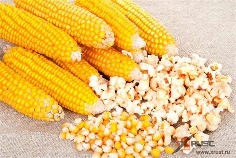 Выведена кукуруза, из которой создается полезный попкорн | Best popcorn ...