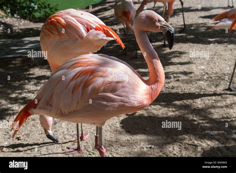 Le Flamant rose Phoenicopterus roseus est lespèce de flamant la plus