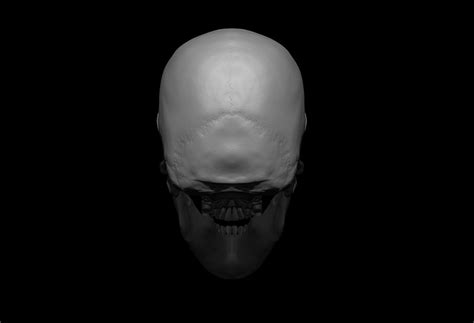 Skull Human 3d Model Cgtrader