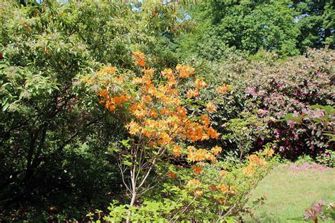 Rhododendron Gandavense Hybrid Orpheus BG Meise Flickr