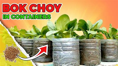 How To Grow Bok Choy In Containers Youtube