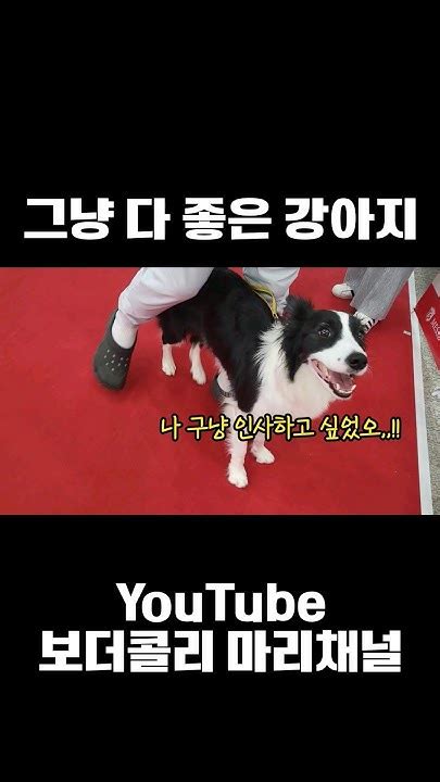 그냥 모든게 좋은 강아지 Shorts 보더콜리 Bordercollie 강아지 Dog 강아지일상 Adorable