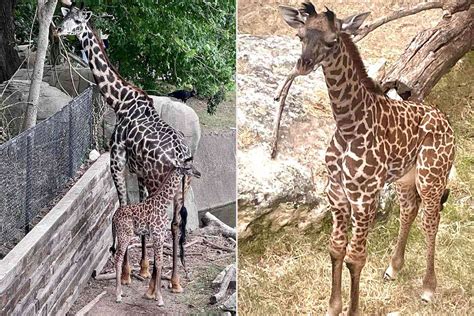 Giraffe Calf Dies Days After Mother at the Cameron Park Zoo in Waco