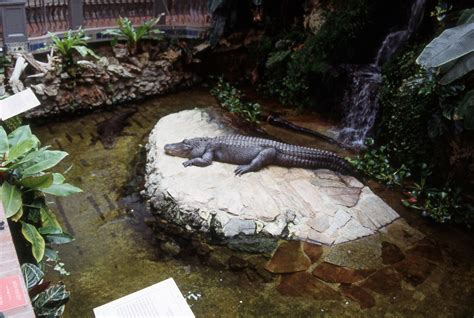 alligator at the california academy of sciences 4k HD Wallpaper