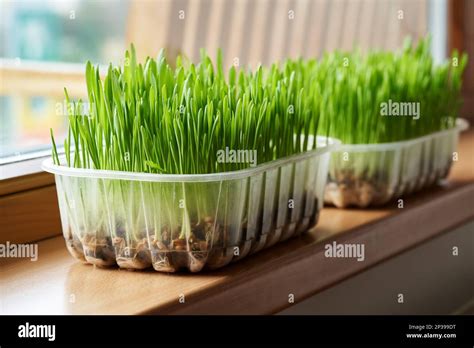 Fresh green barley grass growing in plastic containers at home on the ...