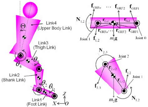 Human Model To Derive Joint Moments We First Set Up Newton Euler