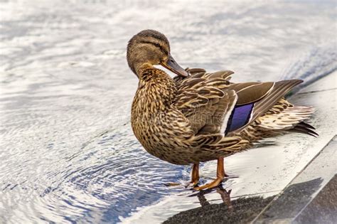 Żeńscy Mallard Kaczki Anas Platyrhynchos Są Członkiem Rodzinny Anatidae