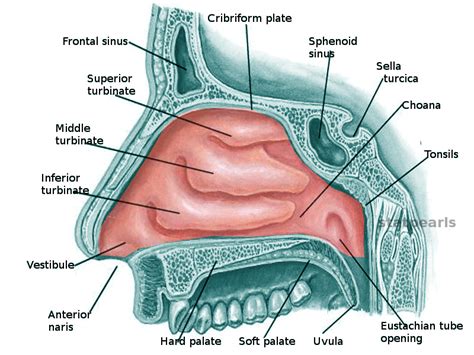 Figure Nasal Cavity This Illustration Shows Statpearls Ncbi