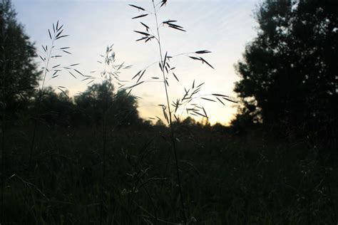 Free Images Tree Nature Branch Plant Sky Field Meadow Prairie Sunlight Morning Leaf