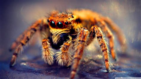 Download Jumping Spider Animal Spider Hd Wallpaper