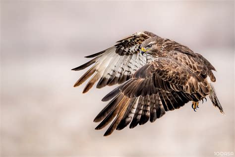 Common buzzard in flight by Ruzhdi Ibrahimi | 100ASA