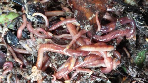 composting worms – Local Food Connect