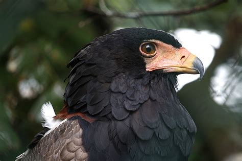 Burung Pemangsa Alam Foto Gratis Di Pixabay Pixabay